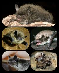 Attēlu rezultāti vaicājumam “Myotis brandtii”