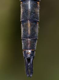 Attēlu rezultāti vaicājumam “Somatochlora flavomaculata”