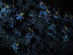 Attēlu rezultāti vaicājumam “Polycephalomyces tomentosus”