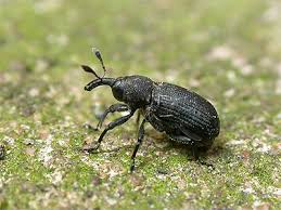 Attēlu rezultāti vaicājumam “Magdalis sp.”