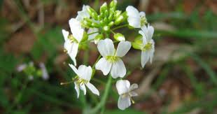 Attēlu rezultāti vaicājumam “Cardaminopsis arenosa fruit”