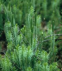 Attēlu rezultāti vaicājumam “Lycopodium dubium”