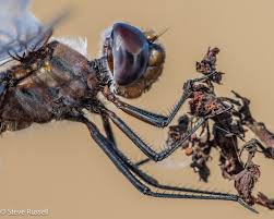 Attēlu rezultāti vaicājumam “Paradiacheopsis rigida macro”