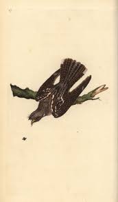 Attēlu rezultāti vaicājumam “Caprimulgus europaeus”