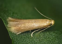 Attēlu rezultāti vaicājumam “Tischeria ekebladella”