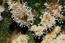 Attēlu rezultāti vaicājumam “Polycephalomyces tomentosus”