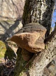 Attēlu rezultāti vaicājumam “Phellinus robustus”