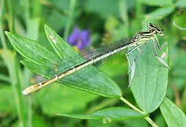 Attēlu rezultāti vaicājumam “Phalonidea permixtana”