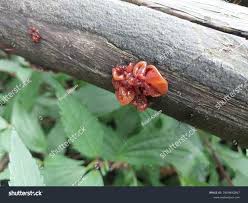 Attēlu rezultāti vaicājumam “Exidia saccharina”