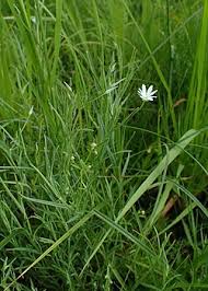 Attēlu rezultāti vaicājumam “Stellaria palustris”