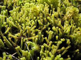 Attēlu rezultāti vaicājumam “Paludella squarrosa sporophyte”