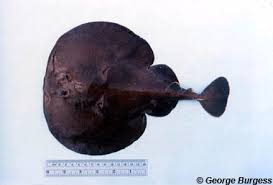 Image result for Torpedo torpedo