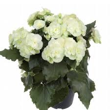 Image result for Бегония Элатиор 12х22 4601887072423