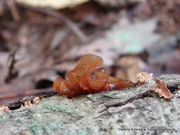 Attēlu rezultāti vaicājumam “Tremella foliacea”