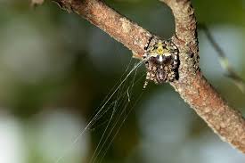 Attēlu rezultāti vaicājumam “Araneidae”