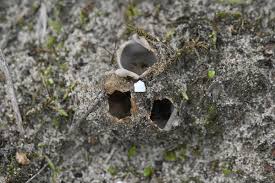 Attēlu rezultāti vaicājumam “Geopora arenicola”