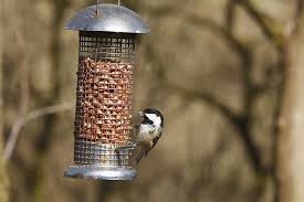 Attēlu rezultāti vaicājumam “Periparus ater adult”