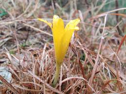 Attēlu rezultāti vaicājumam “Colchicum luteum”