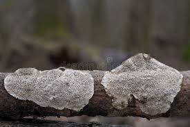 Attēlu rezultāti vaicājumam “Datronia mollis”