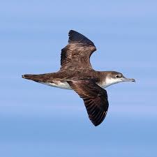 Image result for Puffinus puffinus