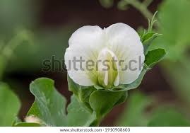 Attēlu rezultāti vaicājumam “Pisum sativum flower”