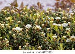 Attēlu rezultāti vaicājumam “Ledum palustre fruit”