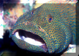 Image result for Cephalopholis cruentata