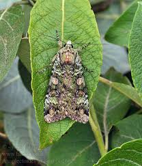 Attēlu rezultāti vaicājumam “Anaplectoides prasina”