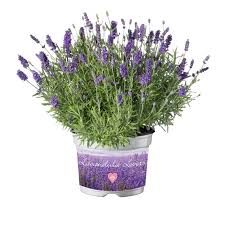 Attēlu rezultāti vaicājumam “Lavandula angustifolia”