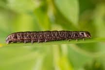 Attēlu rezultāti vaicājumam “Tholera cespitis”