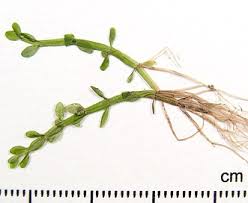 Attēlu rezultāti vaicājumam “Elatinaceae”