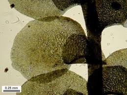 Attēlu rezultāti vaicājumam “Scapania nemorea”