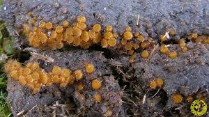 Attēlu rezultāti vaicājumam “Cheilymenia stercorea”