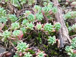 Attēlu rezultāti vaicājumam “Sedum pallidum flower”