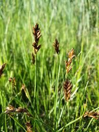 Attēlu rezultāti vaicājumam “Blysmus compressus flower”