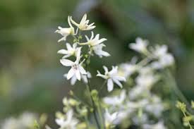 Attēlu rezultāti vaicājumam “Consolida regalis flower”