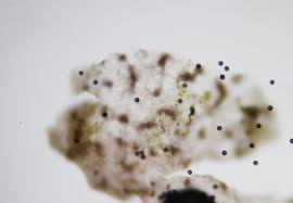 Attēlu rezultāti vaicājumam “Lamproderma echinosporum”