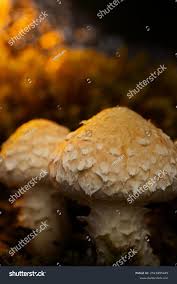 Attēlu rezultāti vaicājumam “Pholiota heteroclita”