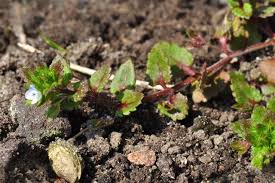 Attēlu rezultāti vaicājumam “Veronica agrestis”