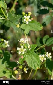 Attēlu rezultāti vaicājumam “Bryonia alba flower”