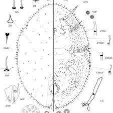 Attēlu rezultāti vaicājumam “Aleurochiton aceris nymph”