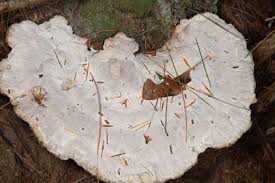 Attēlu rezultāti vaicājumam “Trametes suaveolens”