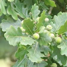 Attēlu rezultāti vaicājumam “Quercus robur leaf”