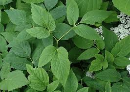 Attēlu rezultāti vaicājumam “Aegopodium podagraria”