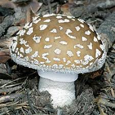 Attēlu rezultāti vaicājumam “Amanita excelsa”