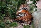 Bengal tiger public domain - via Daymix