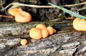 Attēlu rezultāti vaicājumam “Lycogala maculatum”