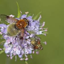 Attēlu rezultāti vaicājumam “Arctophila superbiens”