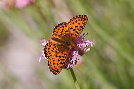 Attēlu rezultāti vaicājumam “Boloria titania underside”
