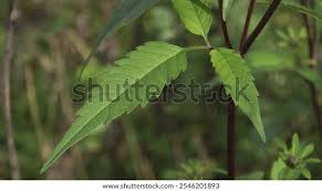 Attēlu rezultāti vaicājumam “Bidens frondosa”